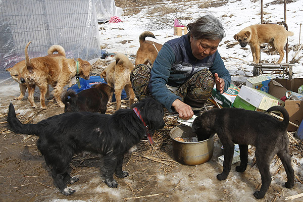 Mujer surcoreana vive con más de 200 perros que ha rescatado de las calles