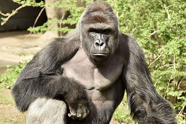 Entrenador llora la muerte del gorila Harambe: 