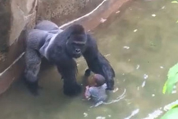 Director del zoo de Cincinnati defiende sacrificio de gorila: 