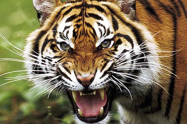 Una mujer falleció y otra resultó herida tras el ataque de un tigre en un parque salvaje de China
