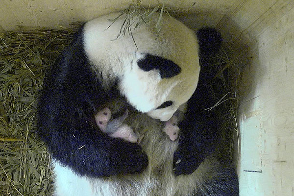 Pandas recién nacidos en zoo de Viena crecen en perfectas condiciones