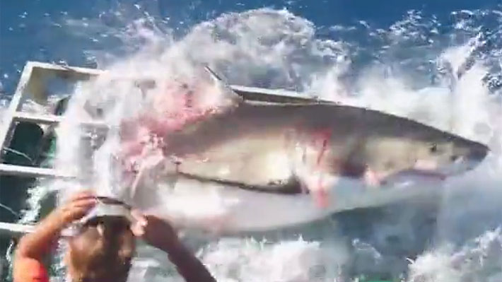 Buceador recuerda encuentro cercano con un tiburón: 