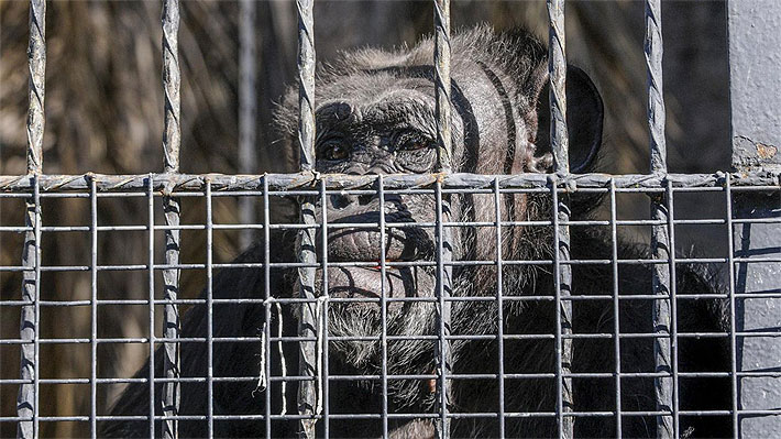 Cecilia será libre: chimpancé será trasladada desde el zoo de Mendoza hasta un santuario en Brasil