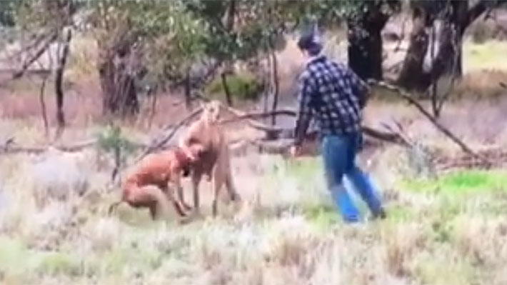 Todo por defender a su perro: hombre pelea con canguro que tenía a su mascota atrapada por el cuello