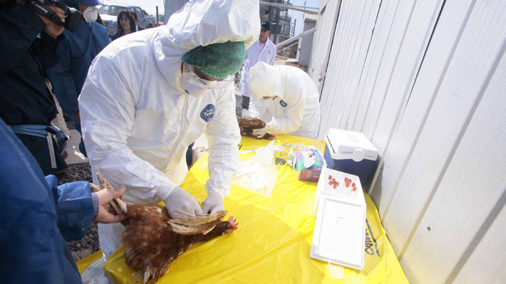 SAG confirma presencia de influenza aviar en plantel de pavos ubicado en Quilpué