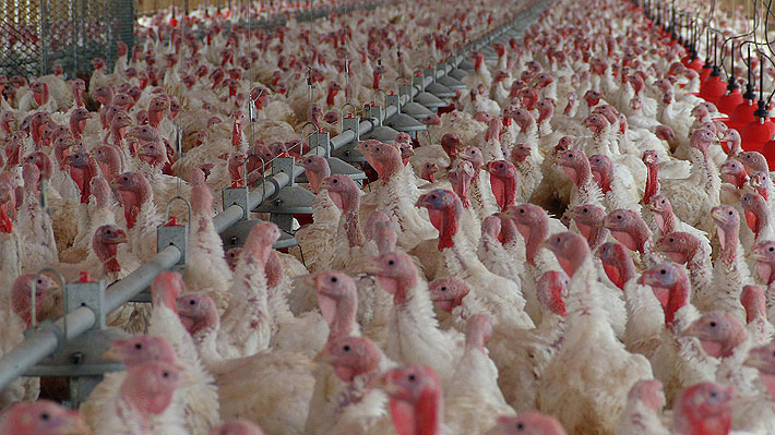 Minsal descarta peligro para las personas por aparición de influenza aviar en planta avícola