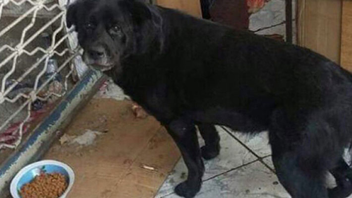 Mujer que dio brutal golpiza a perro en Patronato: 