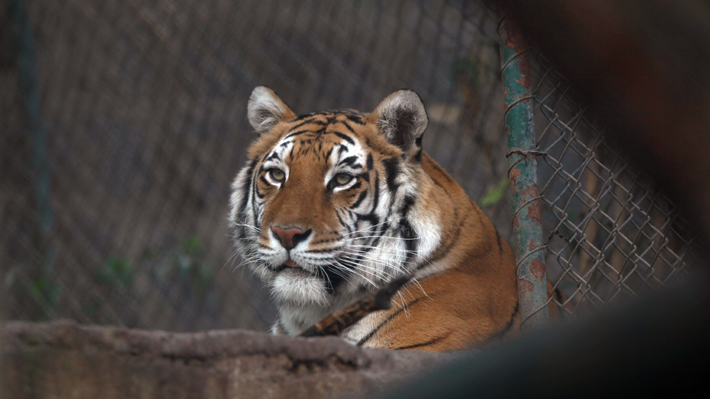 Tigre mata a turista en un zoológico de China y es sacrificado