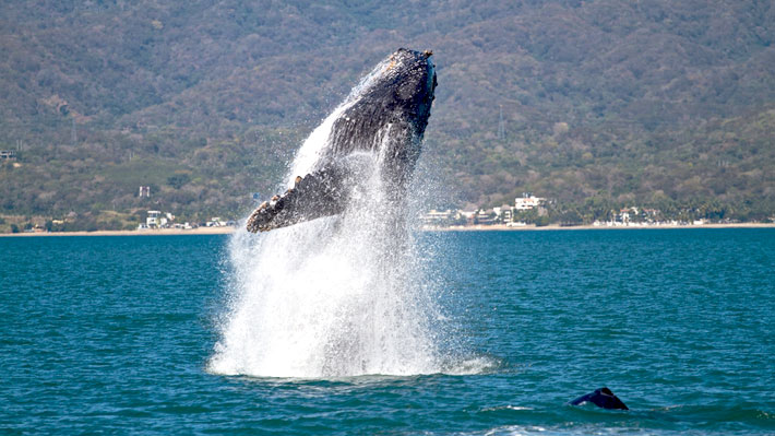 Ballenas a la vista en Puerto Vallarta