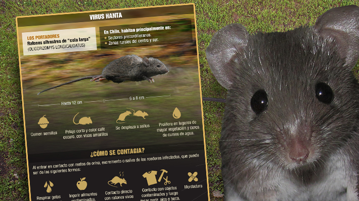 Infograf&iacute;a: Conoce c&oacute;mo se transmite el virus Hanta y recomendaciones para evitar riesgos