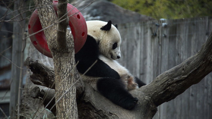 Bao Bao, la última protagonista de la 'diplomacia del panda' regresa a las tierras de sus ancestros