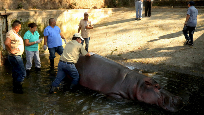 Salvadoreños indignados tras brutal ataque a hipopótamo en zoológico