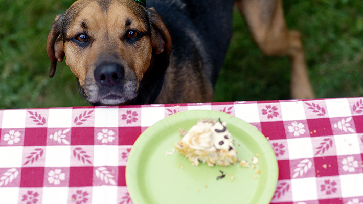 Conoce los alimentos comunes y corrientes más peligrosos para la salud de tu perro