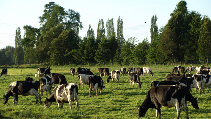 Fedeleche afirma que disolución de Sociedad Lácteos Surlat no afectará a los productores