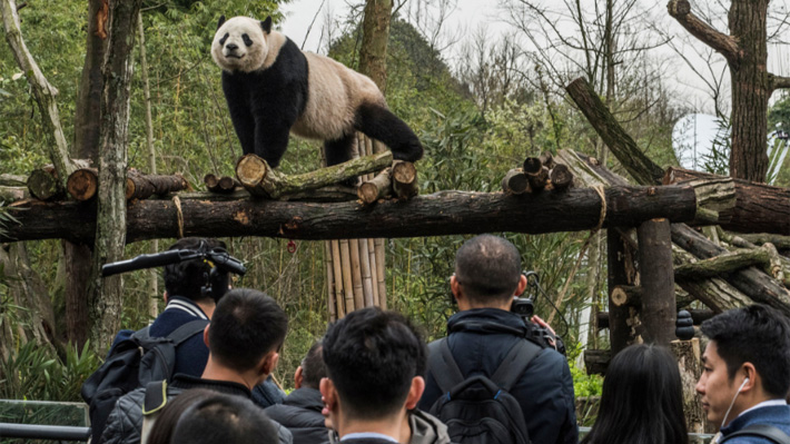 Panda gigante Bao Bao terminó su cuarentena en China: Mira cómo recibió a sus visitantes