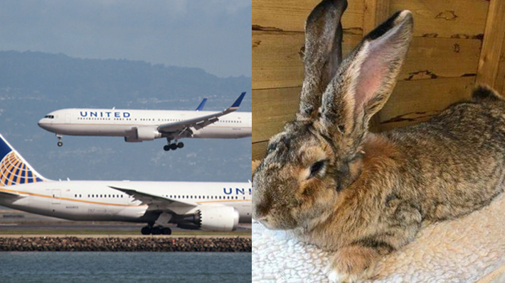 Misteriosa muerte de conejo gigante pone nuevamente en la mira a United Airlines