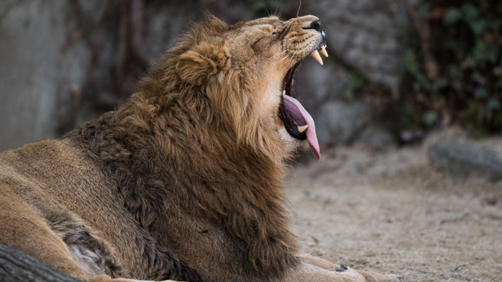 Niño sudafricano falleció luego de ser atacado por un león en la cocina de su abuela