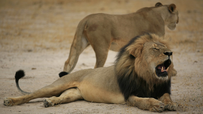 Preocupación en Sudáfrica luego de que cinco leones escaparan de un parque nacional