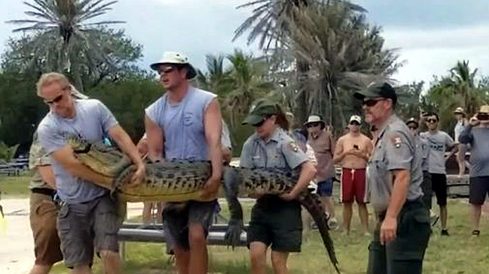 Cleatus, el cocodrilo más solitario del mundo fue trasladado a Florida
