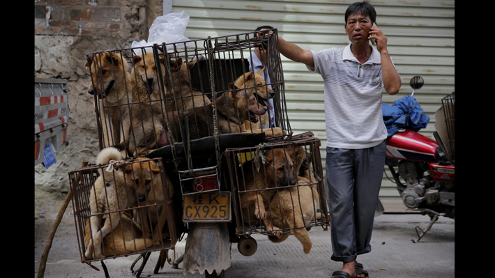 Animalistas chinos logran la victoria ante polémico Festival de Carne de Perro