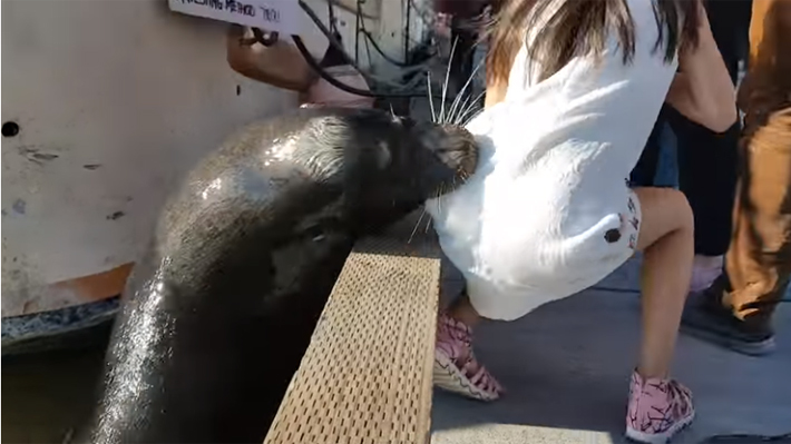 Dramático video: Lobo marino arrastra a una pequeña niña bajo el agua