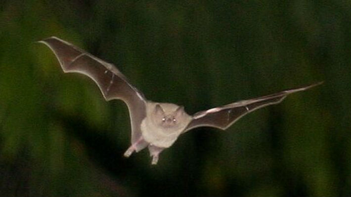 Los científicos revelaron cómo los murciélagos vampiro se ayudan mutuamente para sobrevivir