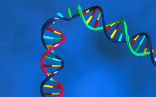 Edición genética: Cómo funciona la aclamada y pionera técnica 