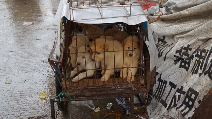 Se ofrece estofado de perro: Consumidores de carne canina defienden inauguración de su fiesta en China