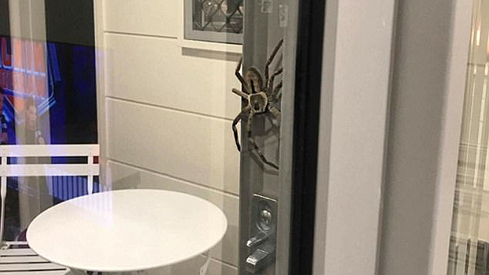 No apto para cardíacos: mira la impresionante y gigantesca araña que espantó a una familia australiana