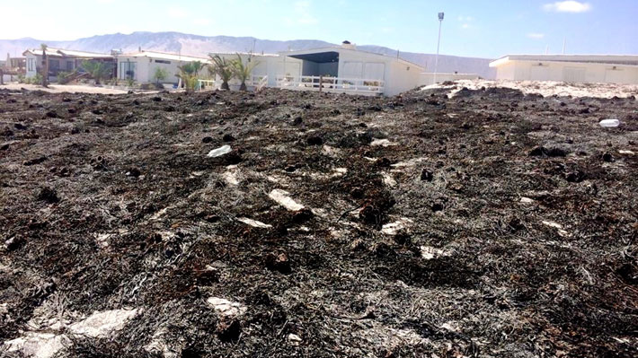 "Guerra del huiro": Las consecuencias que deja la desatada extracci&oacute;n del recurso marino en el norte