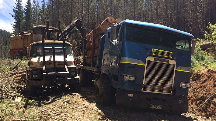 Indagan presuntos pagos a personal de Carabineros para que proteja camiones madereros en Arauco