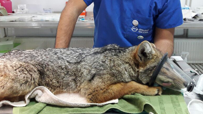 Expertos explican la aparici&oacute;n de un zorro culpeo en zona urbana de Las Condes