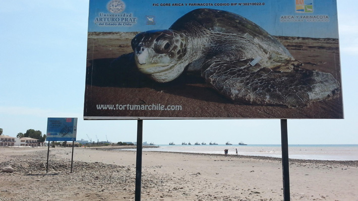 Encuentran nueve tortugas marinas decapitadas en zona protegida de Arica