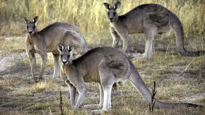 Son 45 millones de estos marsupiales: Autoridades australianas hacen llamado a cazar y comer carne de canguro ante plaga