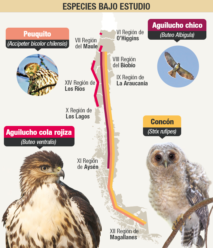 Cuatro Aves Rapaces Chilenas Se Ven Amenazadas Por La Pérdida De Su Hábitat