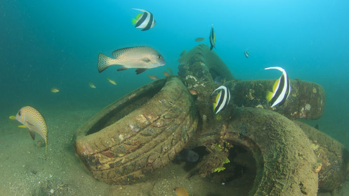 Voluntarios rehabilitan ecosistemas marinos de isla colombiana de San Andr&eacute;s