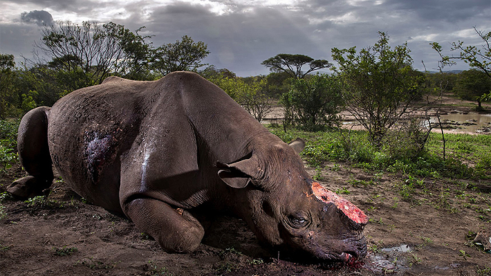 Impactante imagen es elegida como la Mejor Fotografía de Naturaleza 2017: Conoce aquí su historia