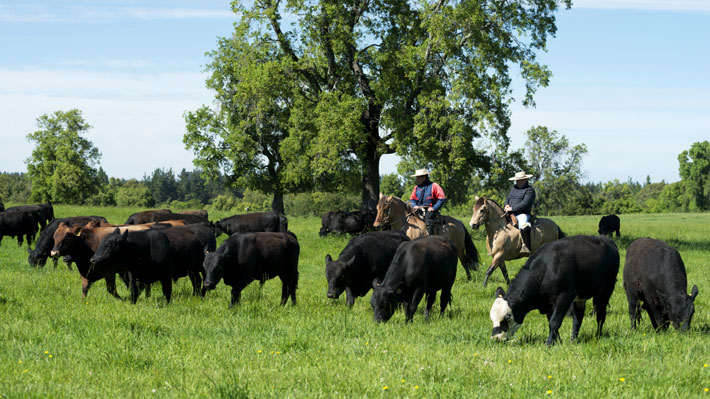 Ministerio de Salud decreta alerta sanitaria en tres regiones por brote epid&eacute;mico de Fiebre Q