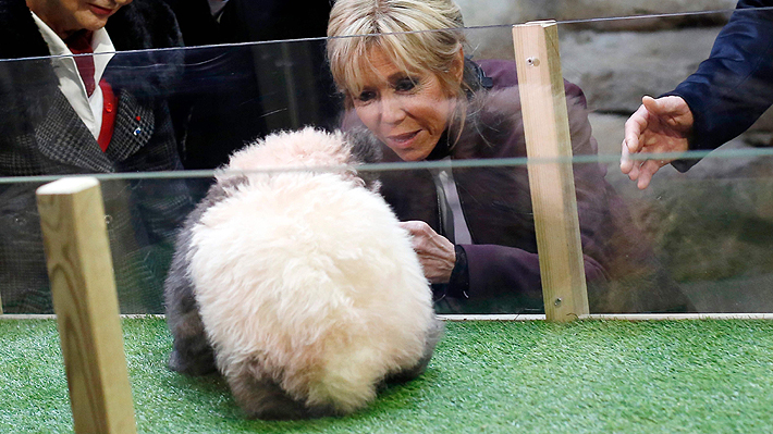Brigitte Macron tiene un especial ahijado: Primera Dama francesa es madrina del primer panda nacido en suelo galo