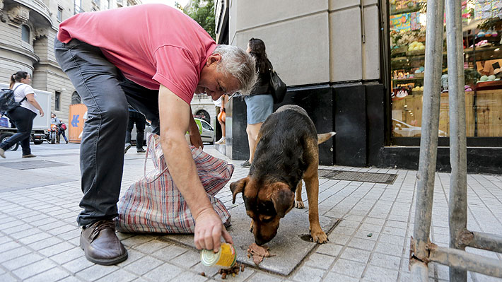 Tenencia responsable de mascotas: Las medidas de la consulta pública que han generado debate