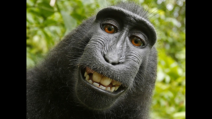 PETA elige a Naruto, el famoso mono indonesio de la selfie, como "personalidad de 2017"
