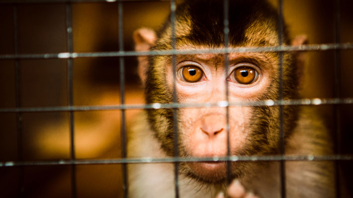 Revelan más detalles de los experimentos con monos ordenados por automotrices alemanas