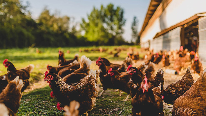 Huevos de "gallinas felices": Productores chilenos abordan "polémica" decisión de Francia