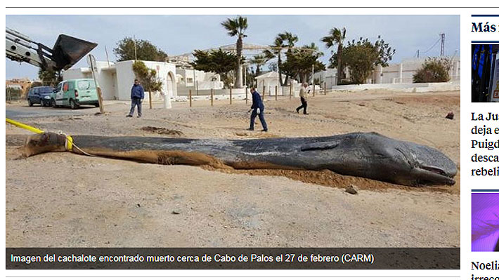 Hallan 29 kilos de plástico en estómago de un cachalote que en febrero murió en la costa española