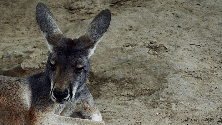 Trágica muerte de una canguro en zoológico de China: Los visitantes le lanzaron piedras para que saltara