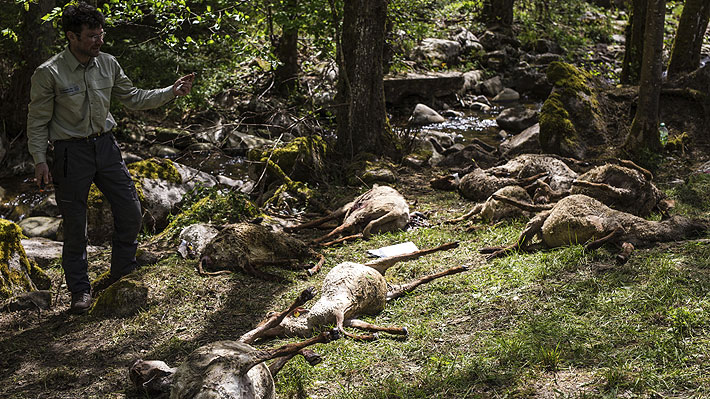 Denuncian masiva muerte de ovejas en comunidad del suroeste de Alemania por aparente ataque de un lobo