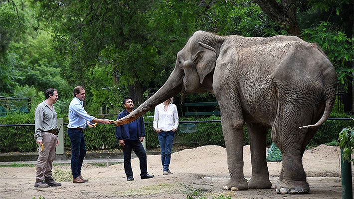 Se transformará en un bioparque: Muerte de emblemática elefanta Pelusa motiva el cierre del zoo de La Plata
