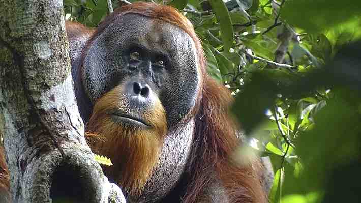 Primer caso documentado: Orangután de Sumatra se curó una herida con un ungüento que él mismo elaboró