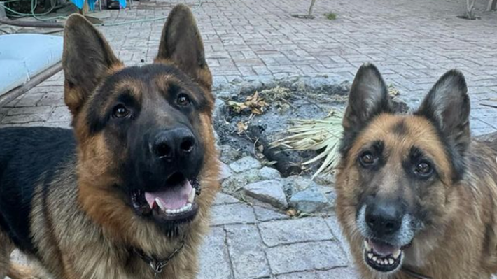 Uno muerto y otro extraviado: Carabineros realiza diligencias en Valle del Elqui por perros de alcalde Vodanovic