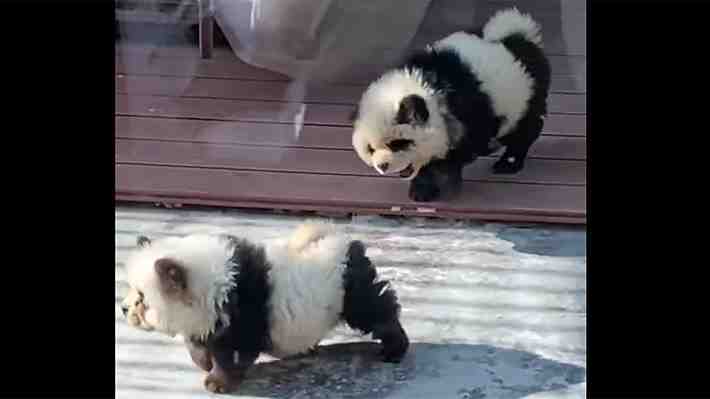 Zoológico chino pinta perros para hacerlos pasar como pandas: &#34;Viene mucha gente a visitarlos&#34;